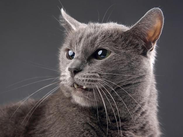 Studio portret van een mooie grijze kat op donker