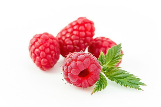 studio raspberry photo