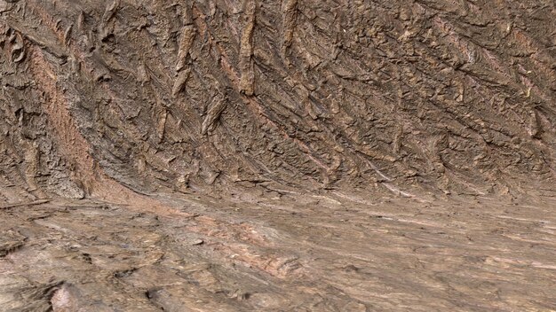 studio scene background texture of  wrinkled old willow tree bark, bark willow texture background