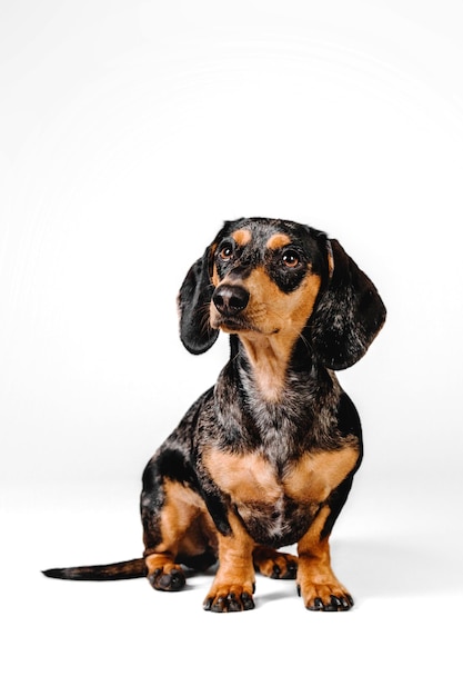 Studio shot of an adorable dachshund standing in front of a white background.