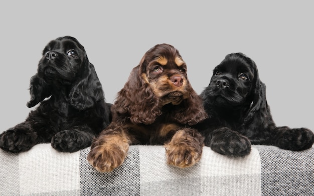 Studio shot of american cocker spaniel on grey studio background