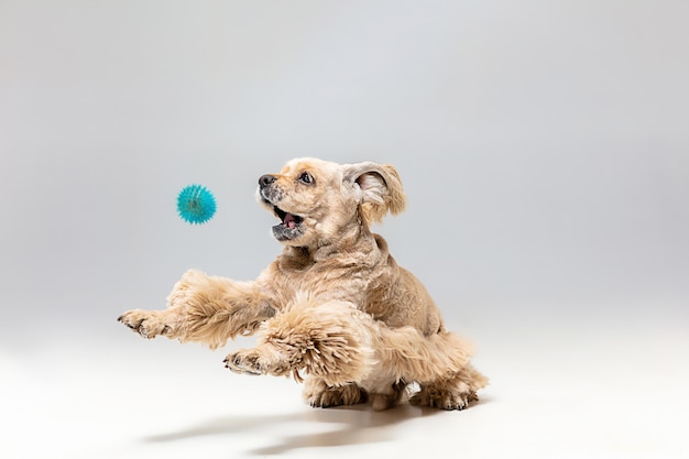 Studio shot of american spaniel playing