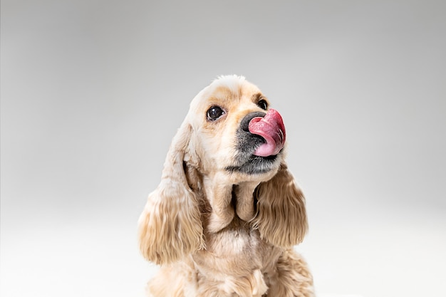 Studio shot of american spaniel playing