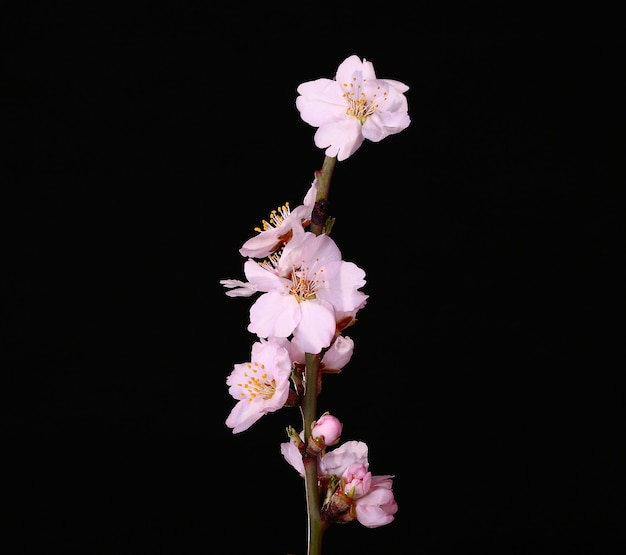 Studio shot of apricot blossom brunch