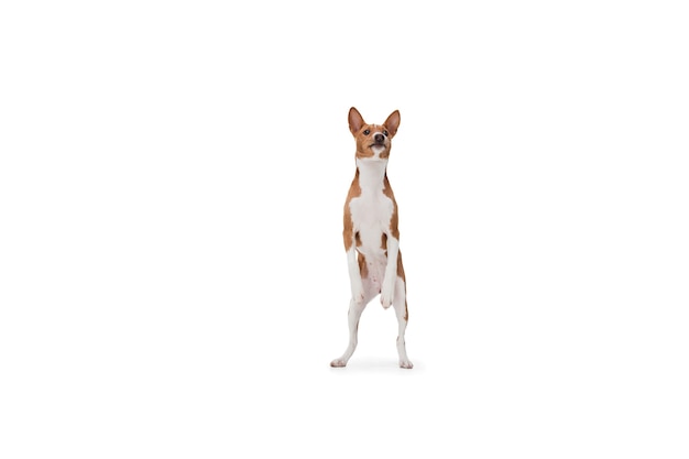 Studio shot of Basenji dog isolated on white studio background