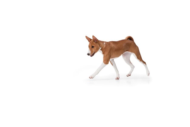 흰색 스튜디오 배경에 고립 된 Basenji 강아지의 스튜디오 샷