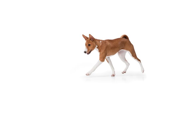 Studio shot of Basenji dog isolated on white studio background