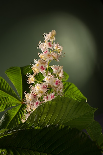 Studio shot of beautiful chestnut flower against a dark green background. Chestnut tree blossoming