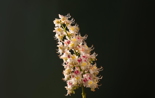 Studio di un bellissimo fiore di castagno su uno sfondo verde scuro