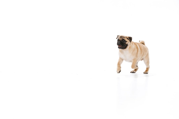 Studio shot of beautiful purebred dog pug posing running isolated over white background