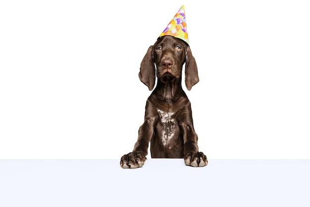 Studio shot of beautiful purebred dog weimaraner posing in birthday hat isolated over white