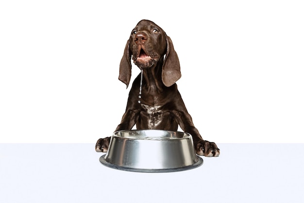 Studio shot of beautiful purebred dog weimaraner posing drinking water isolated over white