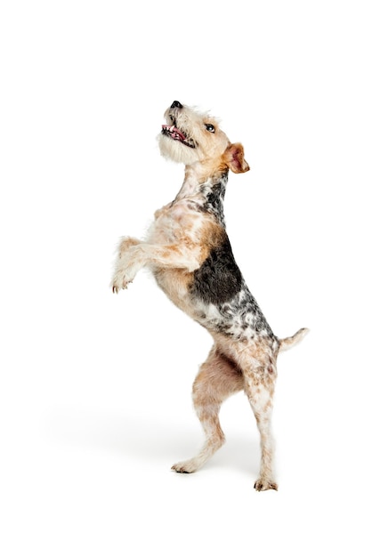 Studio shot of beautiful purebred fox terrier dog posing isolated over white background standing on