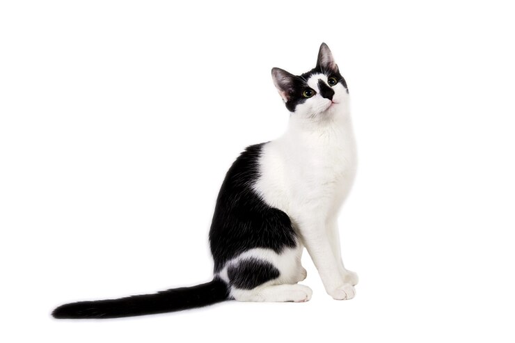 黒と白の猫のスタジオショットは、白い孤立した背景に座っています