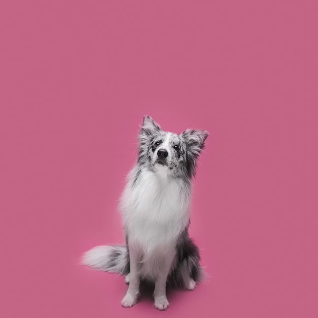 Photo studio shot of cute border collie dog