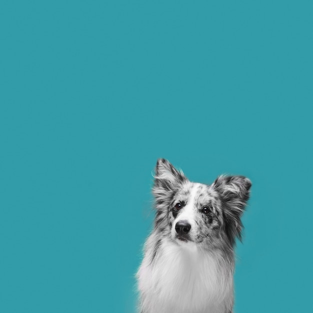 Photo studio shot of cute border collie dog