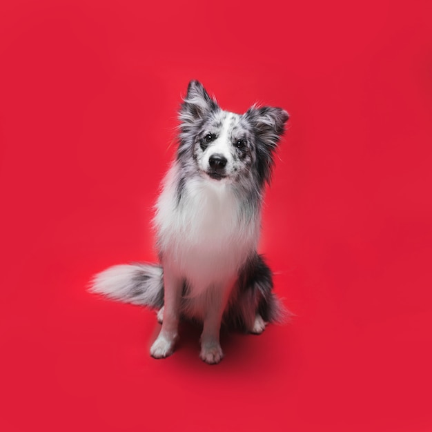 Photo studio shot of cute border collie dog