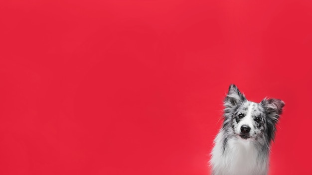 Photo studio shot of cute border collie dog