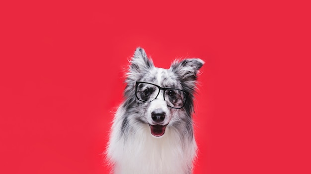 Photo studio shot of cute border collie dog