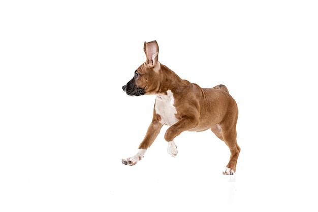 Photo studio shot of cute dog american staffordshire terrier running isolated over white background