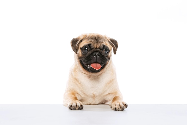 Studio di un simpatico cane di razza pug in posa con la lingua appiccicosa isolata su sfondo bianco