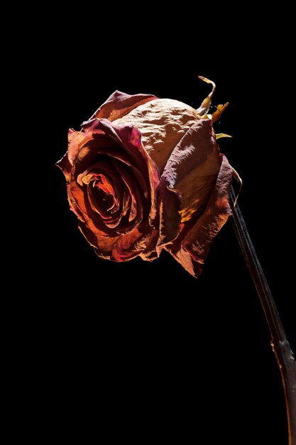 Foto foto in studio di una rosa rossa secca su una piastra di vetro in luce spot davanti a uno sfondo nero