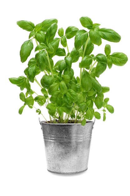 Studio shot of a fresh green basil bush in a metal vintage bucket isolated on a white background