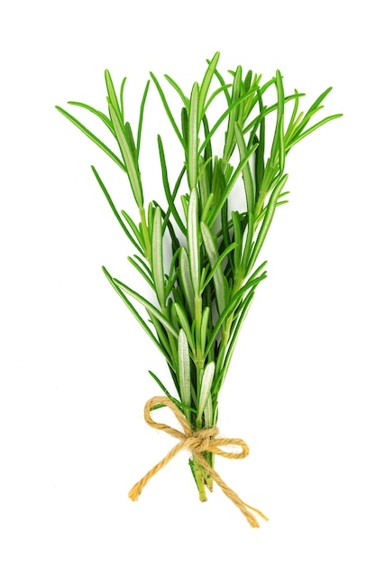 Studio shot of a fresh green rosemary bunch tied by a burlap string and isolated on a white background in closeup