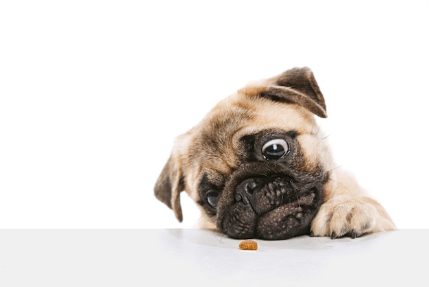 Studio shot of funny purebred dog pug posing reaching food with tongue isolated over white