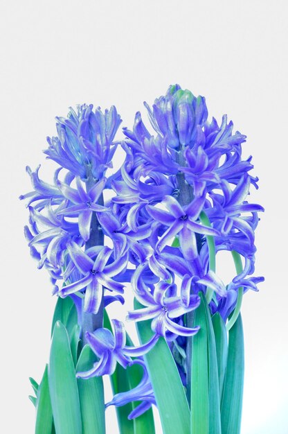 Studio shot of a hyacinth