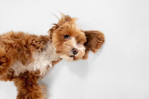 白いスタジオで分離されたマルプー犬のスタジオショット