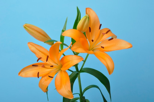 Studio shot of orange lily