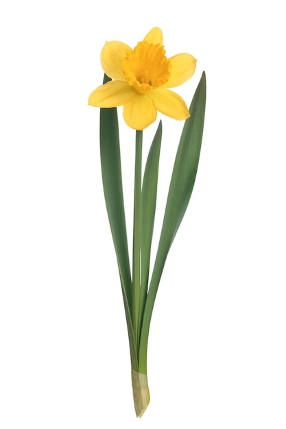 Studio shot of a perfect yellow daffodils flower isolated on a white background in closeup