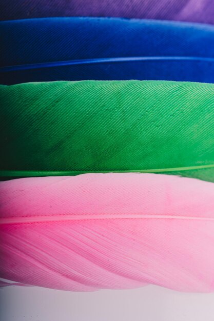 Studio shot photo of colored bird feathers as texture background