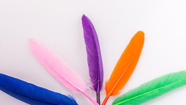 Studio shot photo of colored bird feathers as texture background