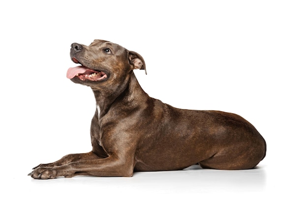 Studio shot of purebred dog american pit bull terrier posing calmly lying on floor isolated over