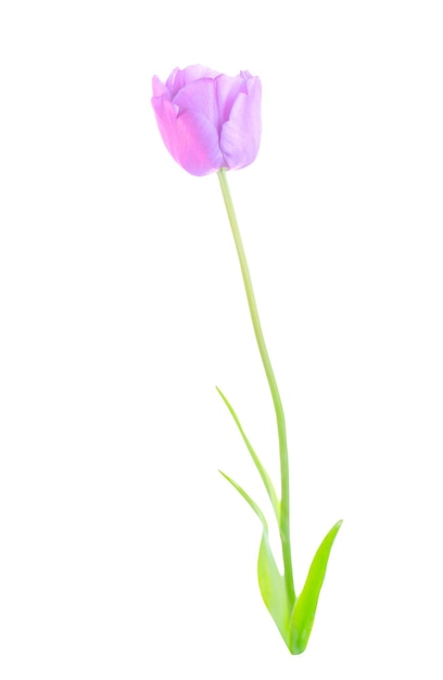 Studio shot of purple tulip with green leaves Purple violet tulip flowerwith green leaves isolated