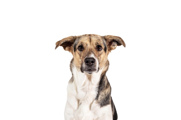 Studio shot of Sheperd dog looking at camera on white backgtound