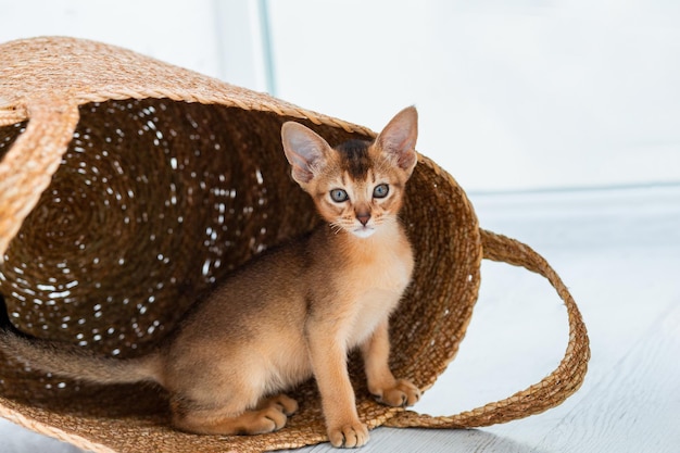 Studio shot of small cute abyssinian kitten staying in the basket at home white window background