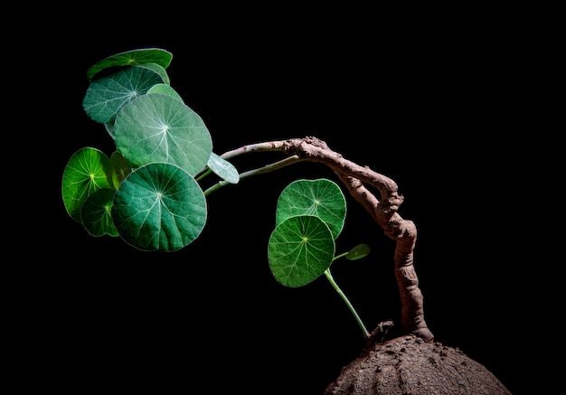 Photo studio shot of  stephania erecta craib against dark background