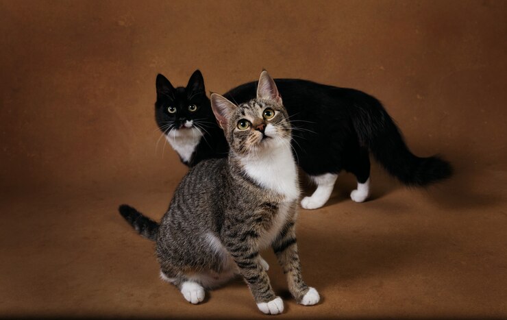 茶色の上に座っている2匹の猫のスタジオ撮影
