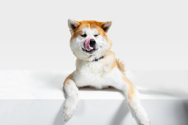 Studio shot van Akita-Inu hond geïsoleerd op witte studio background