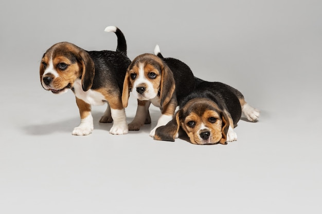 Studio shot van beagle pups op witte studio achtergrond