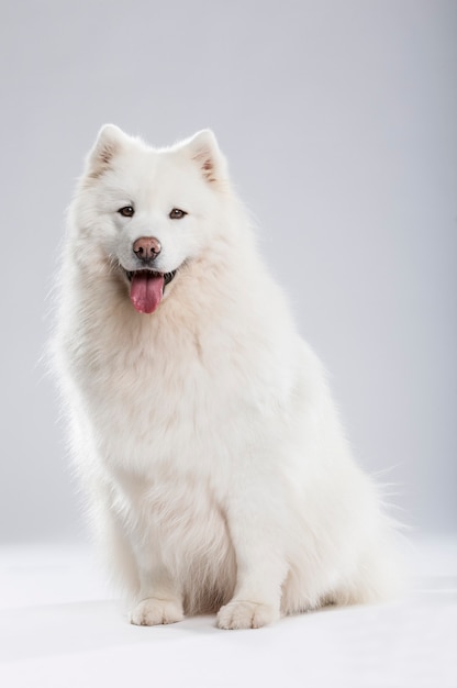 Studio shot van een expressieve Samojeed hond geïsoleerd op neutrale achtergrond