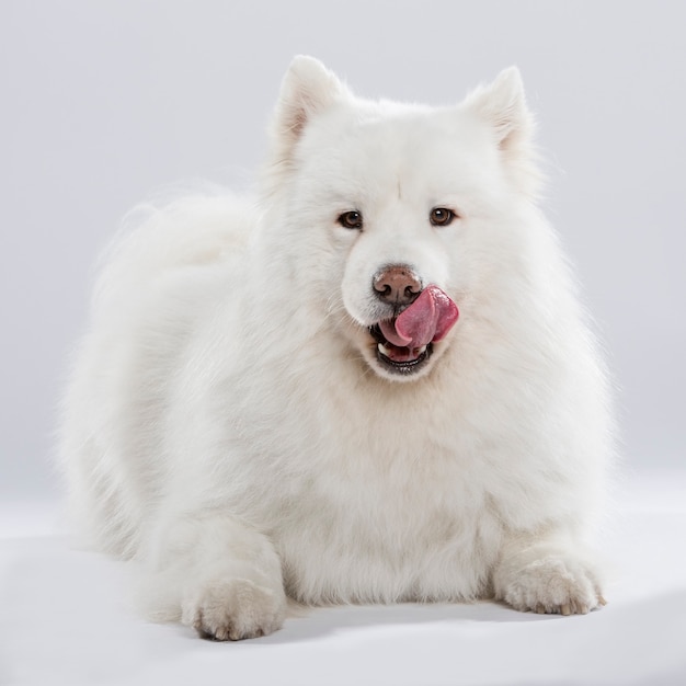 Studio shot van een expressieve Samojeed hond geïsoleerd op neutrale achtergrond