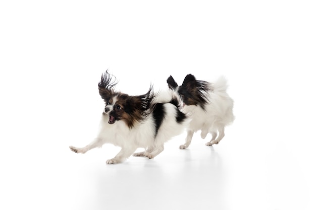 Studio shot van grappige Papillon hond geïsoleerd op witte studio background