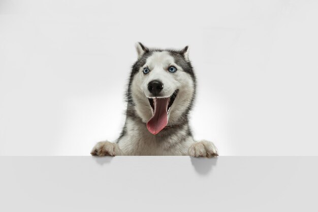 Studio shot van Husky hond geïsoleerd op witte studio background