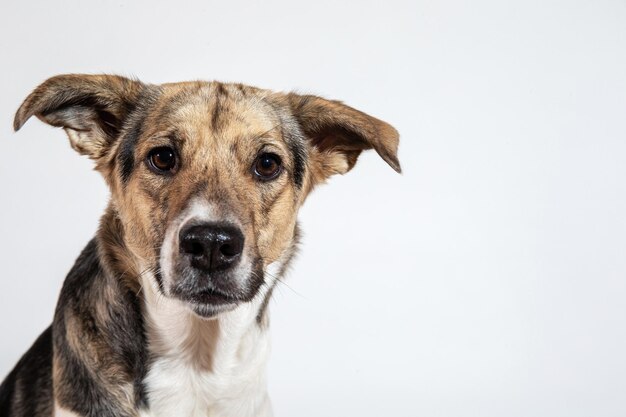 Studio shot van Sheperd hond kijken camera op witte backgtound