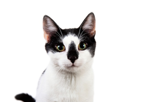 Studio shot van zwart-witte kat zit op wit geïsoleerd.