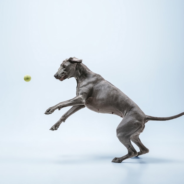 Studio shot of weimaraner dog isolated on blue studio